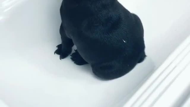 Dogs drink water