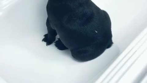 Dogs drink water