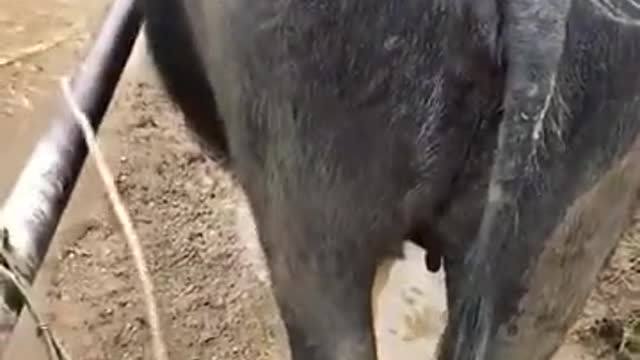 The buffalo understood the wrong owner and sat down