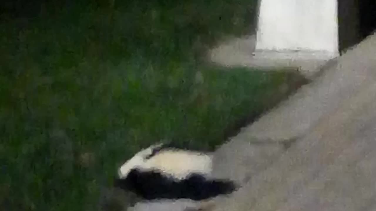 Tailless Skunk Cross Sidewalk