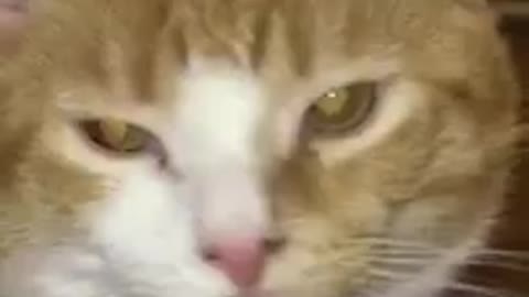 Telling kitten he’s adopted