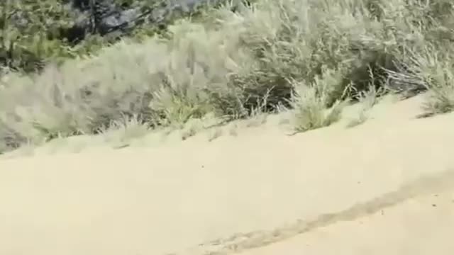 Bear cooling off in south lake Tahoe 🐻