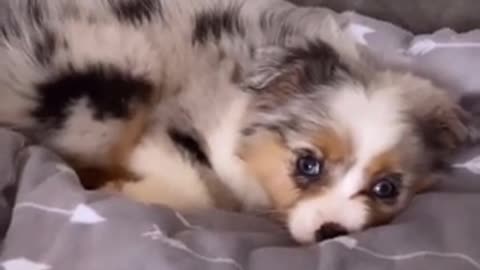 A dog's life