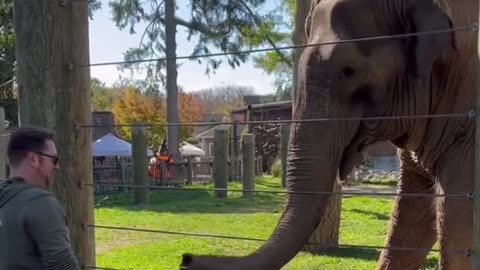 Elephant Playing Drums