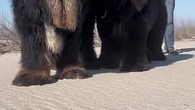 Watch the biggest dog in the world