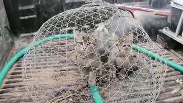 Baby cat chang home lovely cates in saudi arabia