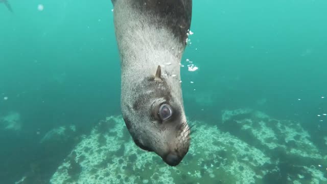 seal underwater ♥