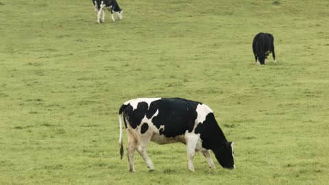 Nice shot of three cows grazing at different distances