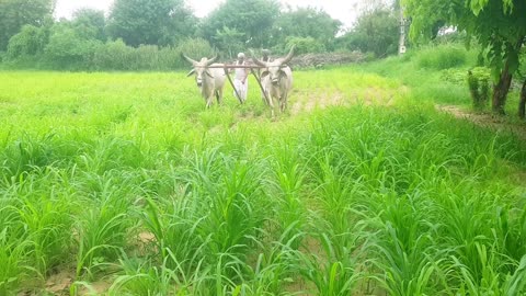 Indian farming