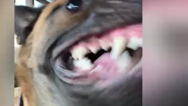 Would you trust those Malinois teeth?