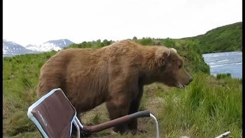 Russian Kamchatka bear