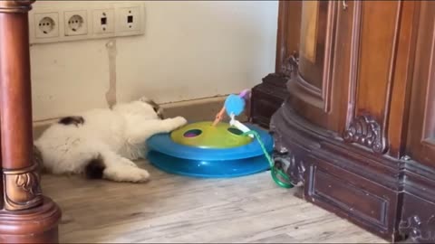 Funny Cats having fun time playing their favourite ball game