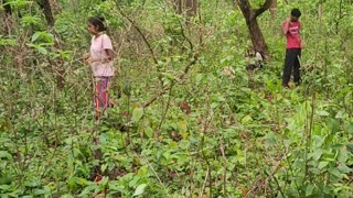 Mushroom hunting at jungle #jungle #mushroom #Arya