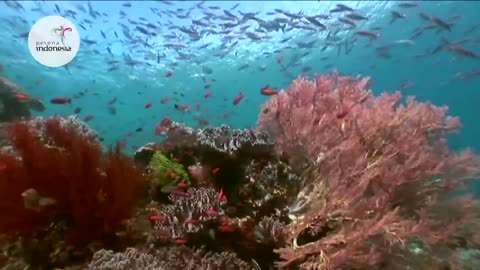 Indonesian wonderfull RAJA AMPAT 