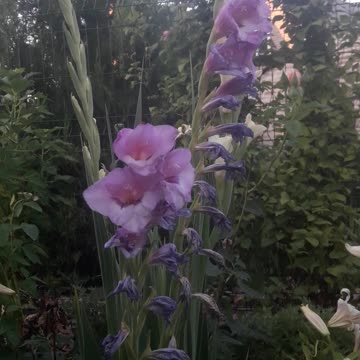 Purple Gladiolus