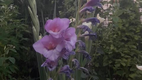 Purple Gladiolus