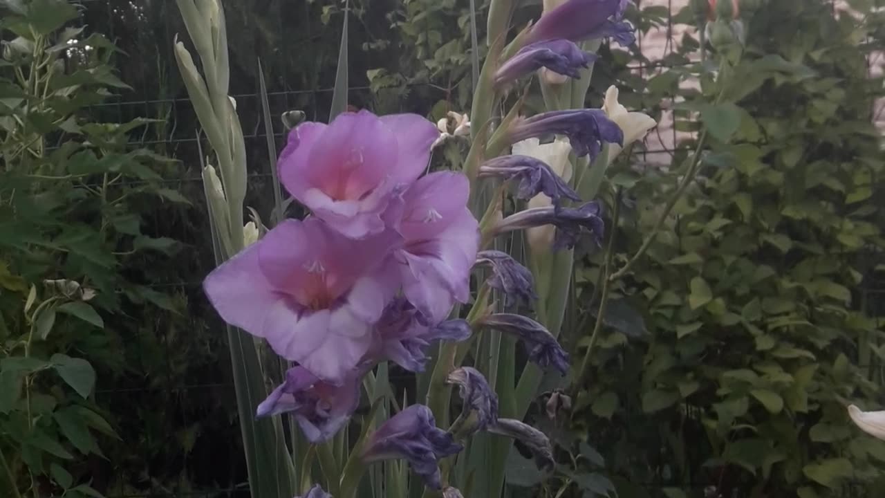 Purple Gladiolus