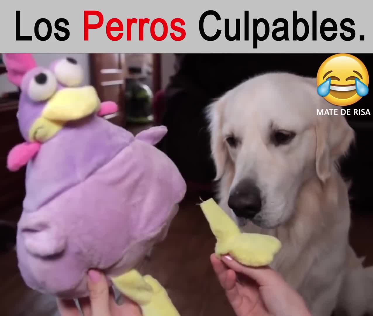 Los Perros y perritos Culpables