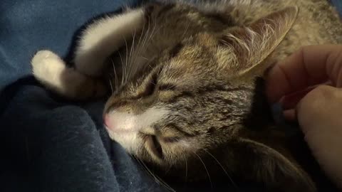 Cat ASMR Little Kitten Sleeps on the Blanket