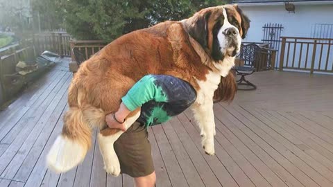 When Your Big Dog Thinks He's a Little Puppy! 🤣 Funny dogs videos