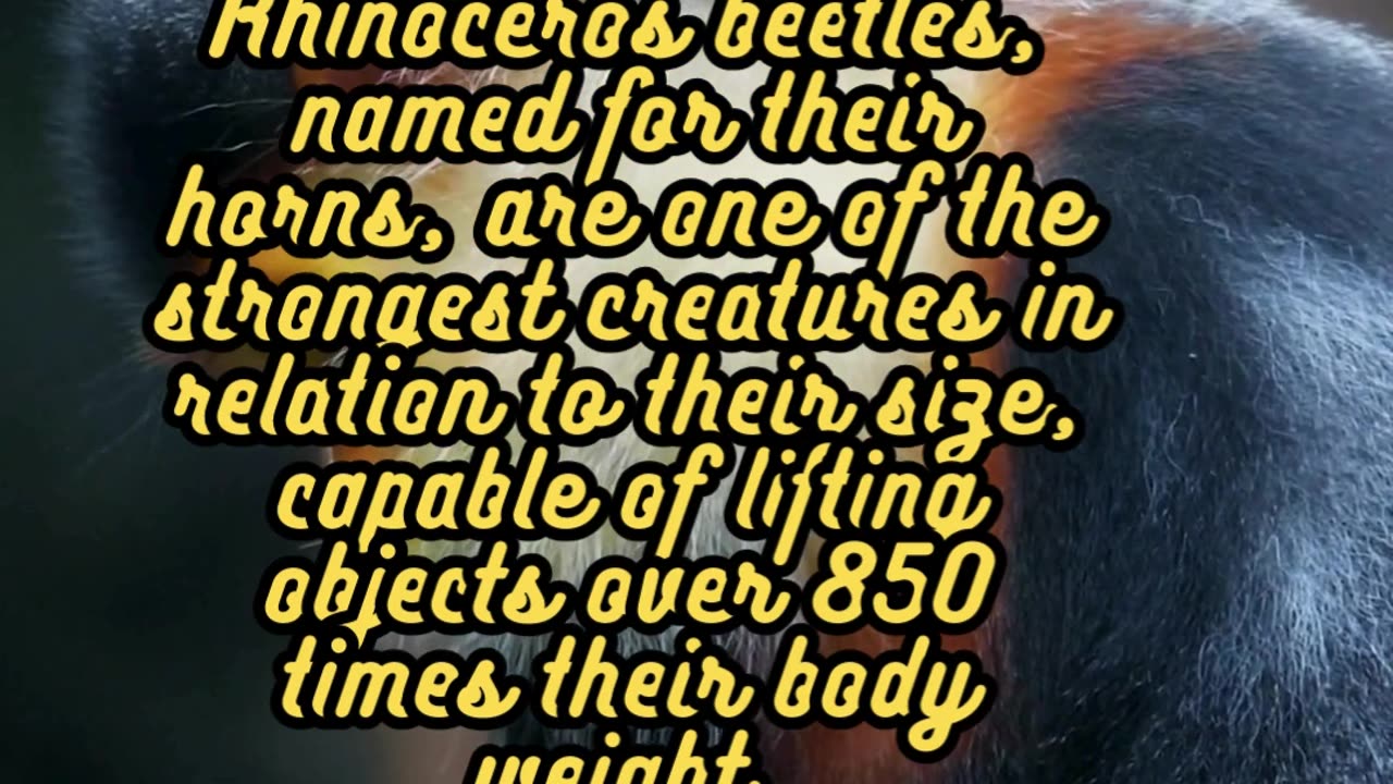 Animal Facts Rhinoceros Beetles #shorts