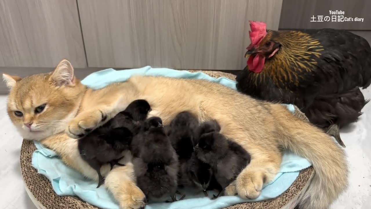 The hen was surprised! Kittens know how to take care of chicks better than hens