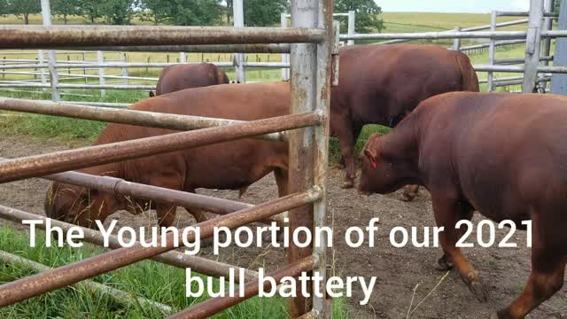 South Poll Bull Battery 2021