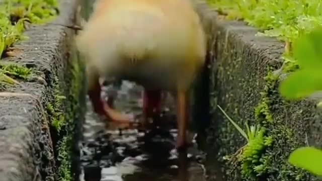 Ducklings twerking and going their way