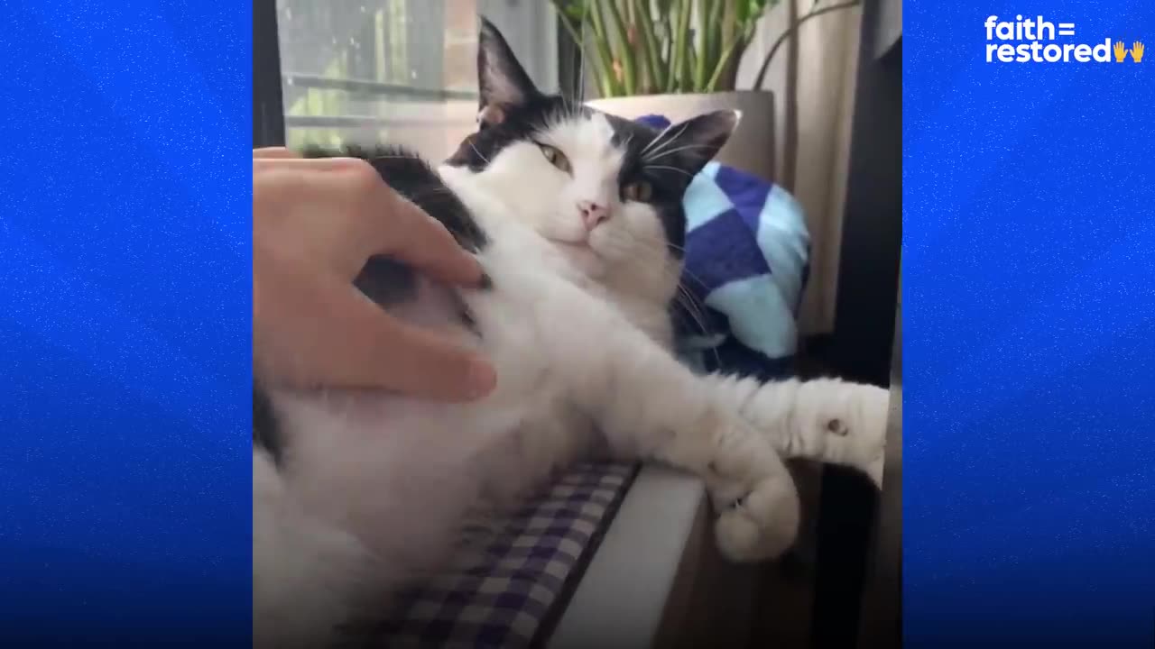 Cat Hides From Her Foster Mom For A Year — Then She Does This | The Dodo Faith = Restored