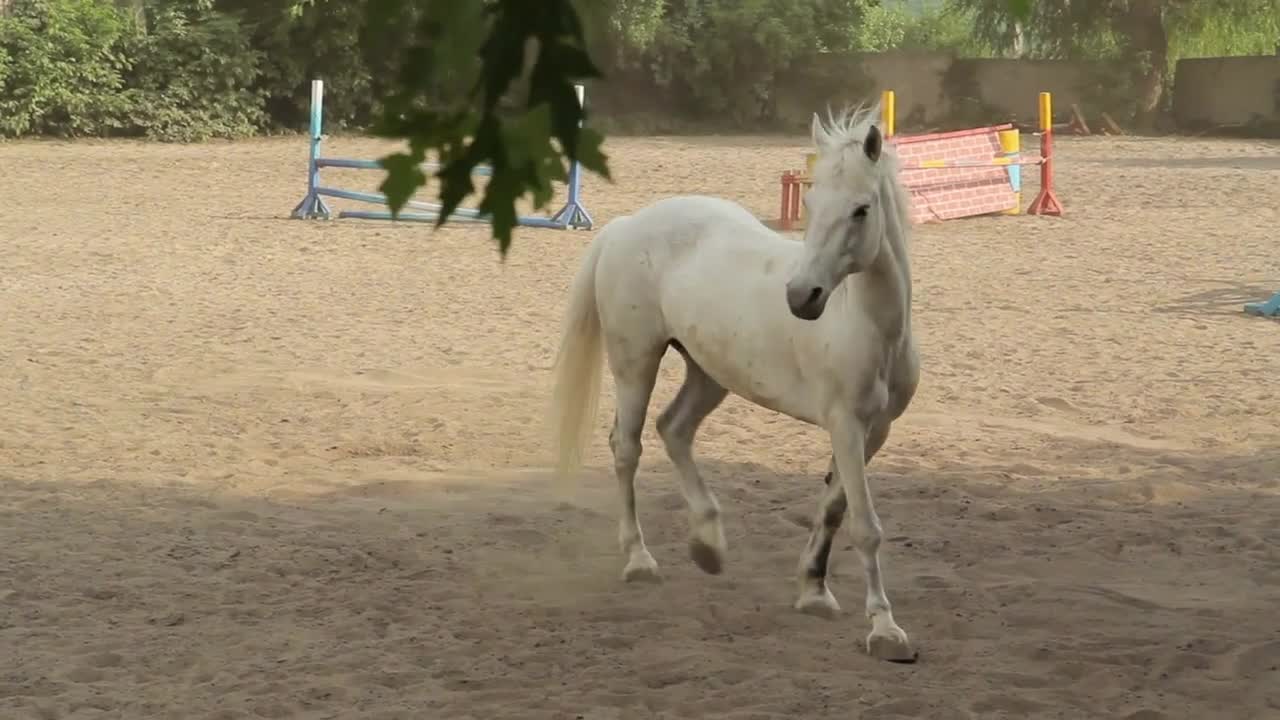 Beautiful White Horse