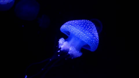 A Blue Jellyfish Glowing In Dark Water