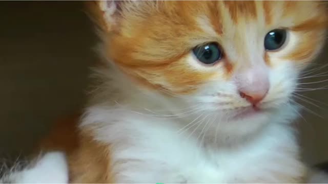 Little kitty 😍