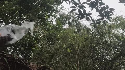 Ele gosta de bolacha meu amigo monkey