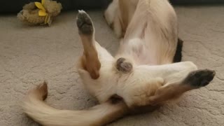 German shepherd playing in living room