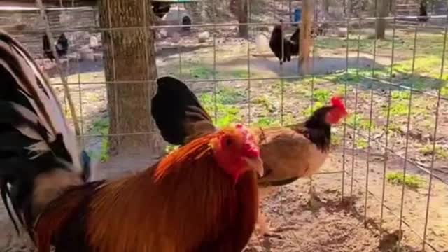 There is a semi-circular piece of meat under its mouth, that is its chicken pendant