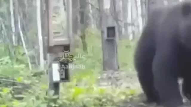 Bear Vs Bear in the Mirror