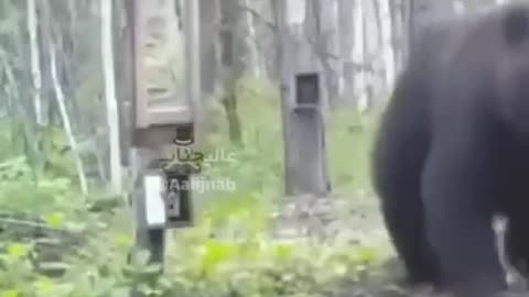 Bear Vs Bear in the Mirror