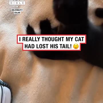 Owner sees cat's tail has come off 😳