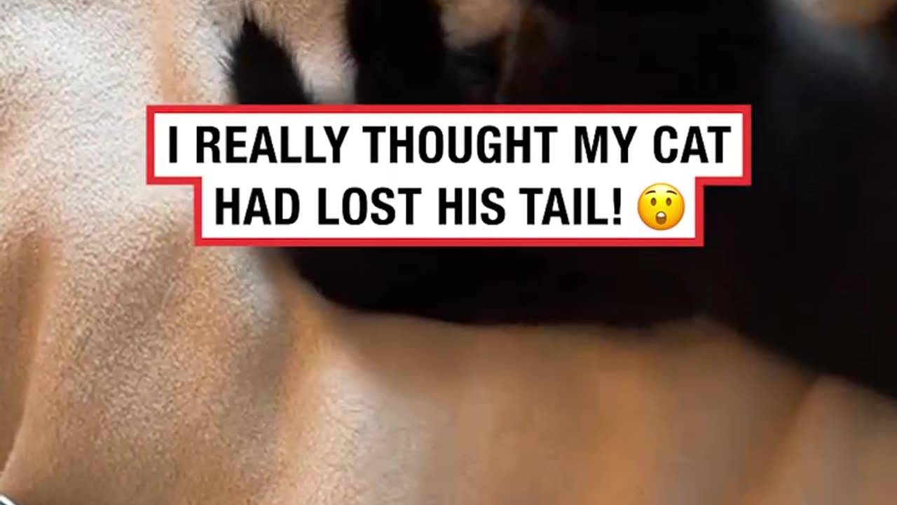 Owner sees cat's tail has come off 😳