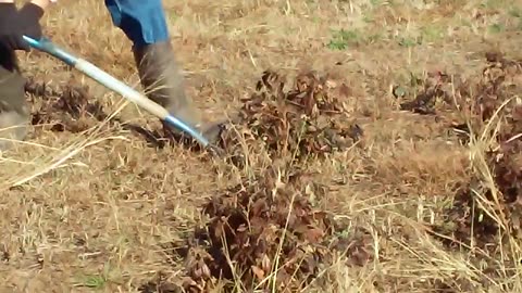 A short video of digging peanuts.