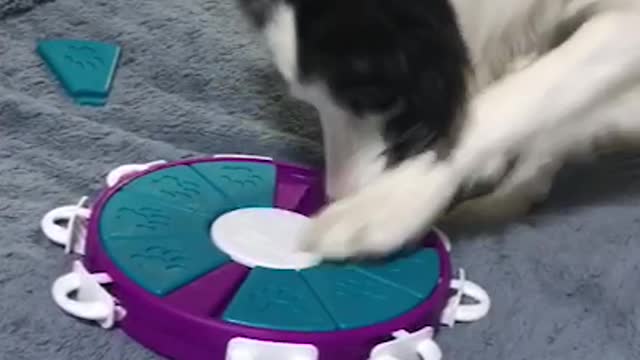 A smart puppy playing with toys