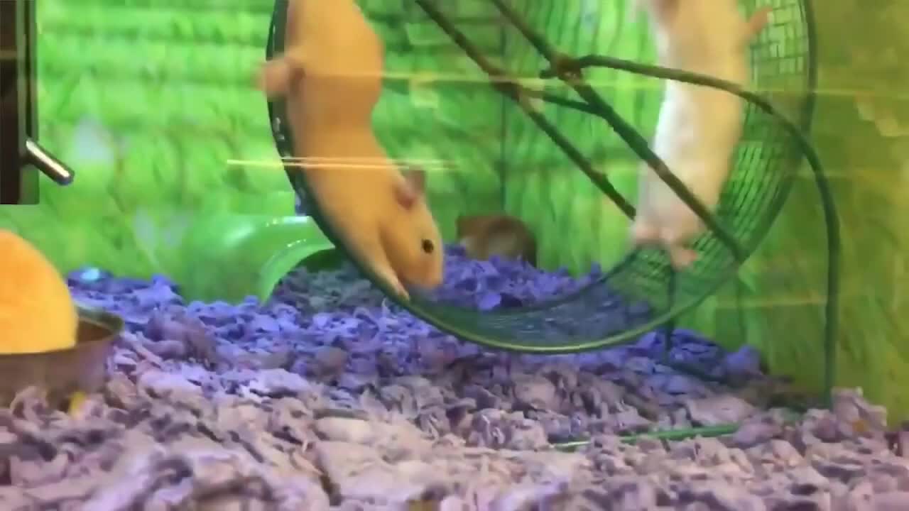 Best funny clips found on internet | funny videos