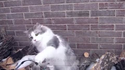 Siberian Cats on the Bad Weather Day