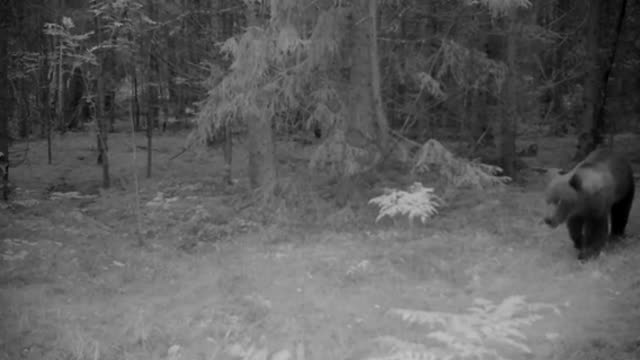 Trail cam. brown bears