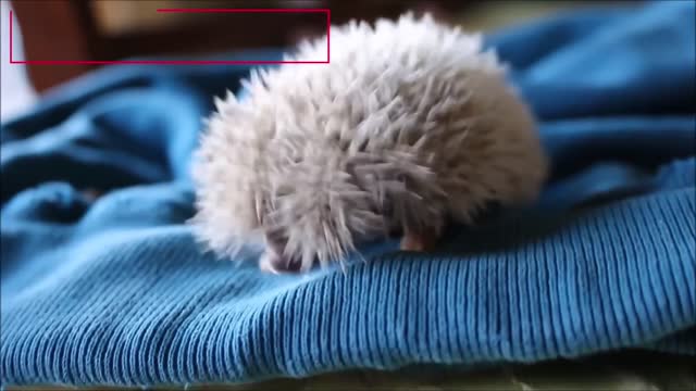 Cute Little Hedgehogs