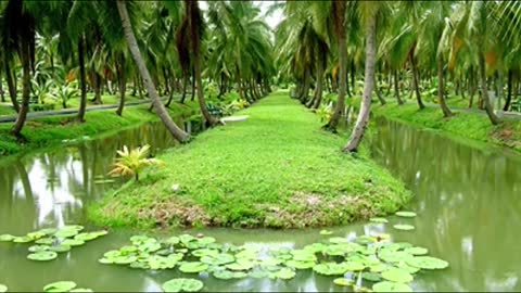 Coconut Farm New Agriculture Technology