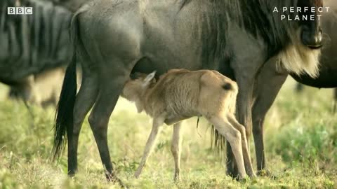 Fire and Feast | A Perfect Planet | BBC Earth