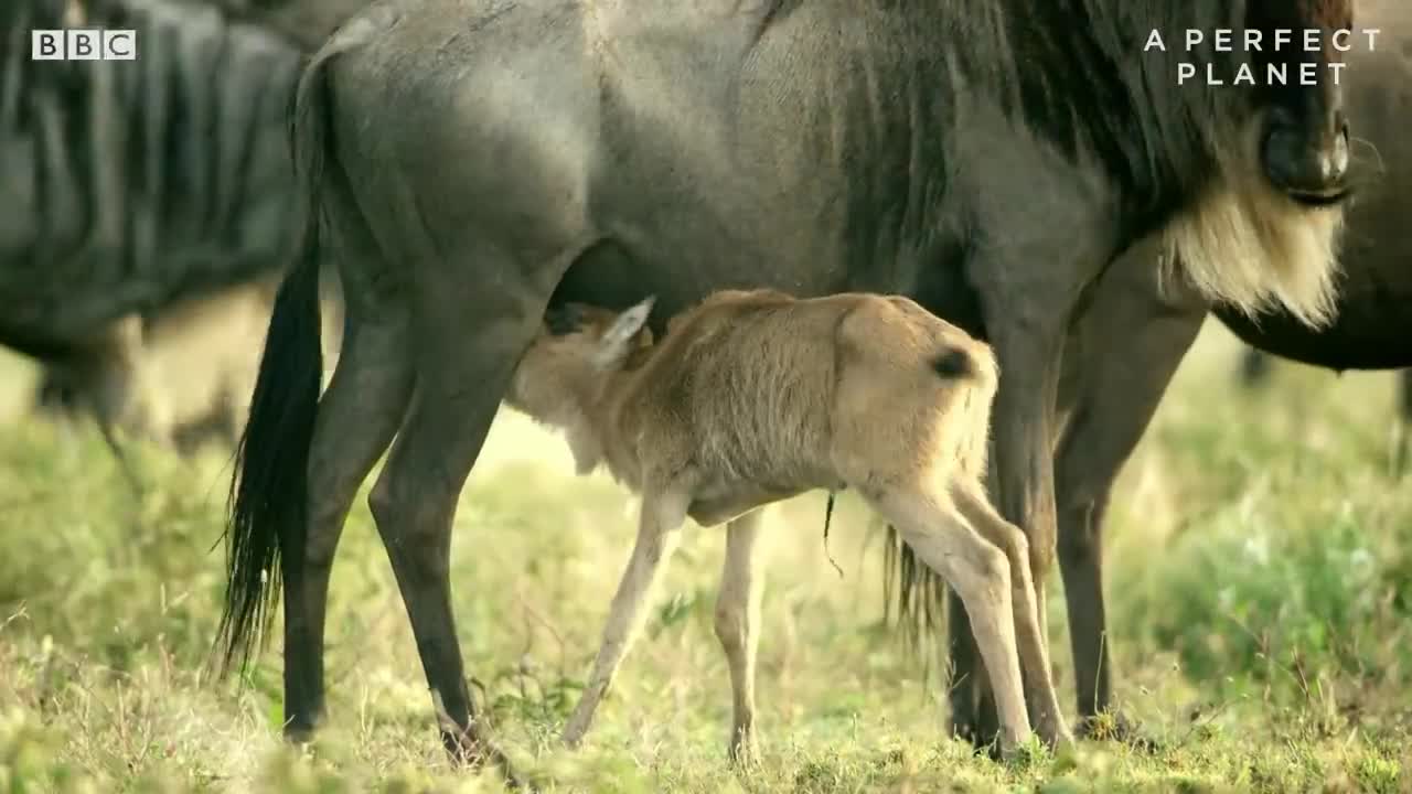 Fire and Feast | A Perfect Planet | BBC Earth