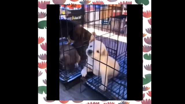 Cute dog getting bored in cage