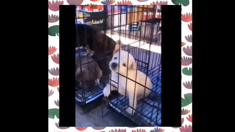 Cute dog getting bored in cage